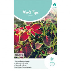 Coleus / Regenboogmengsel / Siernetel
