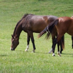 Graszaad paardenweidemengsel Horsemax (10 kg.)