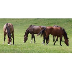 Graszaad paardenweidemengsel Horsemax (10 kg.)