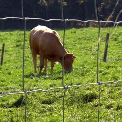 Schapengaas (Prairie) zwaar  80/8/15 (50 mtr.)