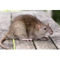 Muizen en ratten