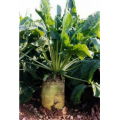 Graszaden / voedergewassen