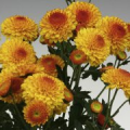 Chrysantenstekken (Leverbaar vanaf medio april)