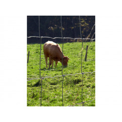 Schapengaas (Prairie) zwaar 140/11/15 (50 mtr.)