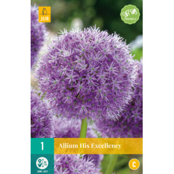 Allium His Excellency (1 st.) Allium His Excellency (1 st.)