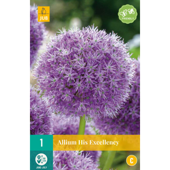 Allium His Excellency (1 st.)