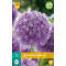 Allium His Excellency (1 st.)