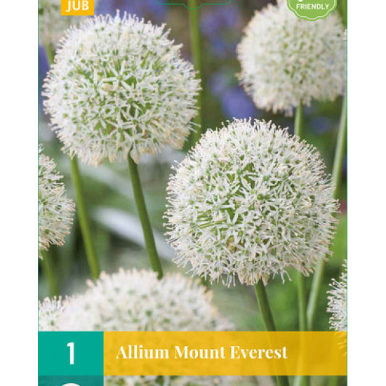 Allium Mount Everest (1 st.)