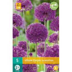 Allium Purple Sensation (5 st.) Allium Purple Sensation (5 st.)