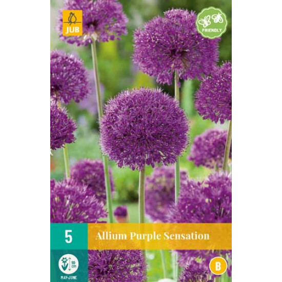 Allium Purple Sensation (5 st.)
