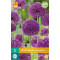 Allium Purple Sensation (5 st.)