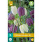 Fritillaria Meleagris mix (15 st.)