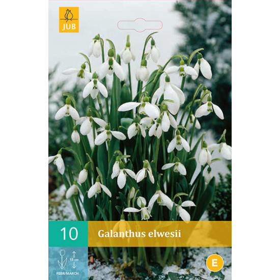 Galanthus Elwesii (10 st.)