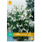 Galanthus Elwesii (10 st.)