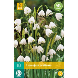 Leucojum Aestivum (10 st.) Leucojum Aestivum (10 st.)
