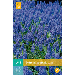 Muscari Armeniacum (20 st.)
