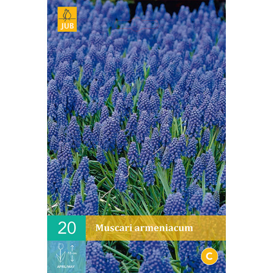 Muscari Armeniacum (20 st.)