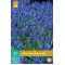 Muscari Armeniacum (20 st.)