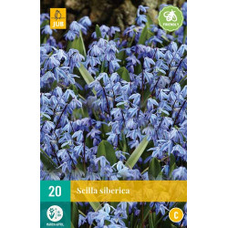 Scilla Siberica (20 st.)