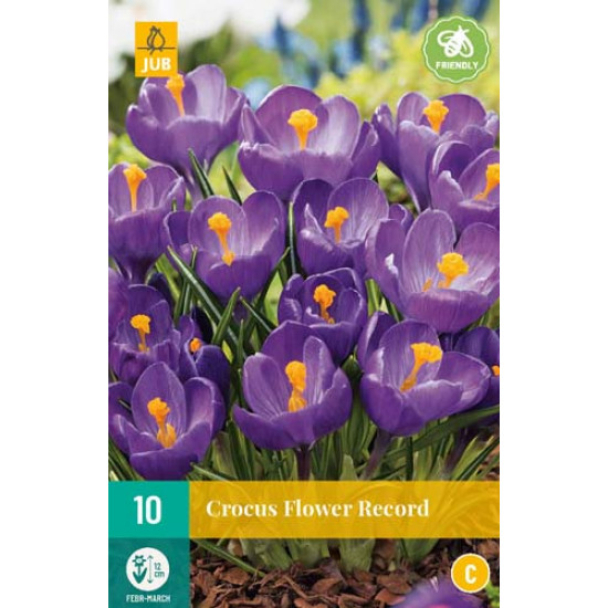 Crocus Flower Record (10 st.)