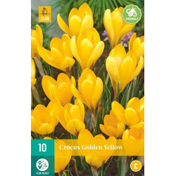 Crocus Golden Yellow (10 st.) Crocus Golden Yellow (10 st.)