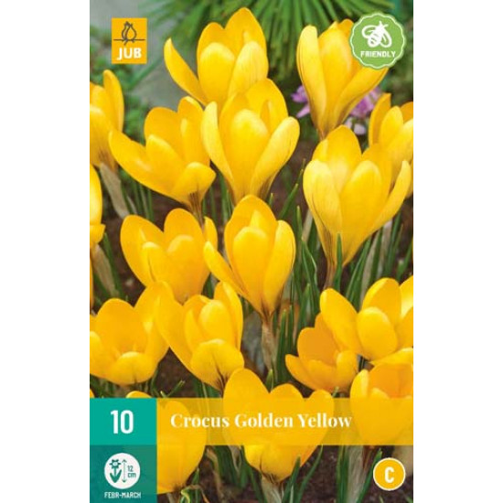 Crocus Golden Yellow (10 st.)