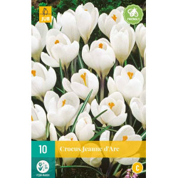 Crocus Jeanne D'Arc (10 st.)