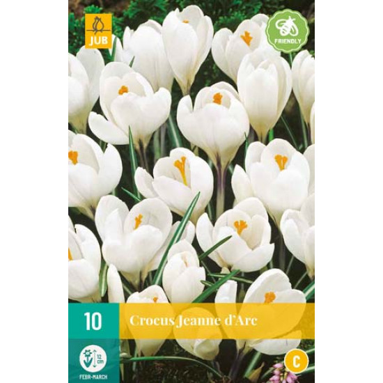 Crocus Jeanne D'Arc (10 st.)