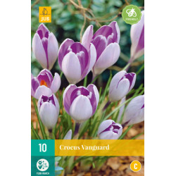 Crocus Vanguard (10 st.)
