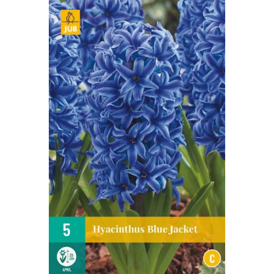 Hyacint Blue Jacket (5 st.)