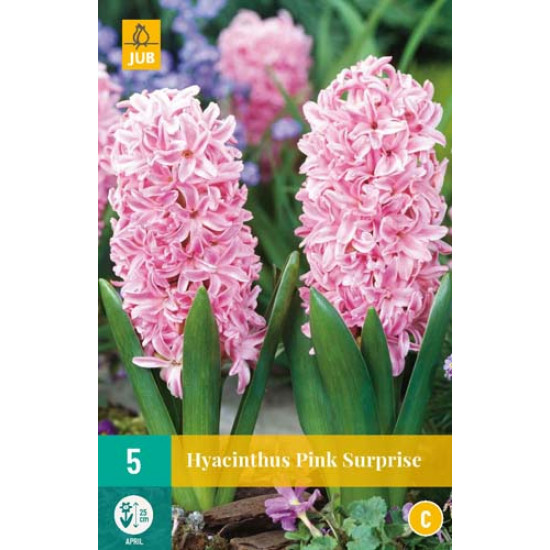 Hyacint Pink Surprise (5 st.)