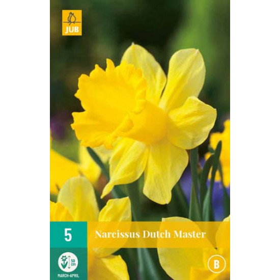 Narcis Dutch Master (5 st.)