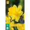 Narcis Dutch Master (5 st.)
