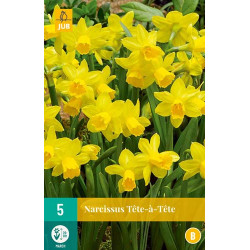 Narcis Tete a Tete (5 st.)