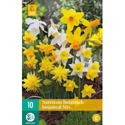 Narcis Botanisch mix (10 st.) Narcis Botanisch mix (10 st.)