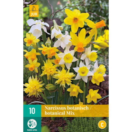 Narcis Botanisch mix (10 st.)