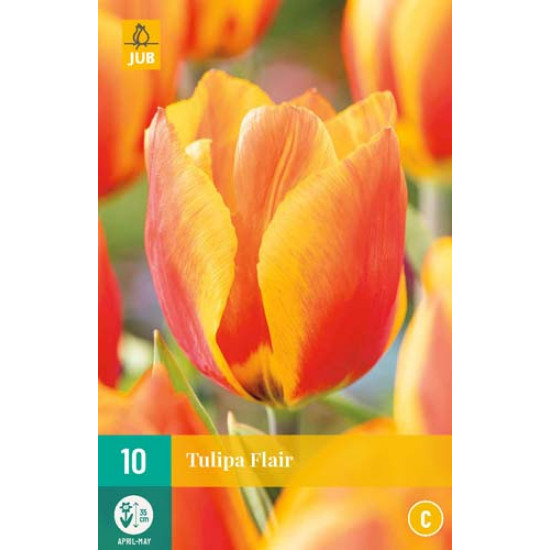 Tulp Flair (10 st.)