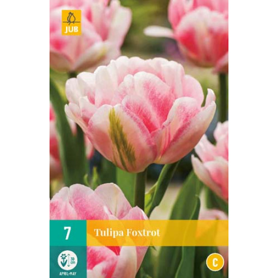 Tulp Foxtrot 7 st.