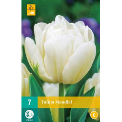 Tulp Mondial (7 st.) Tulp Mondial (7 st.)