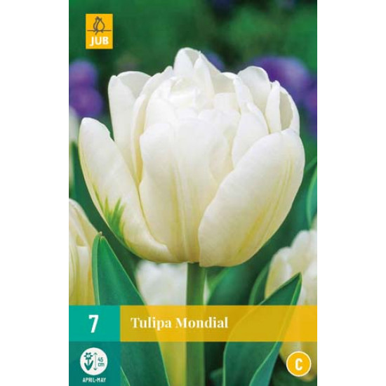 Tulp Mondial (7 st.)