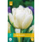 Tulp Mondial (7 st.)