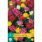 Tulp Dubbel vroeg Mix (7 st.)