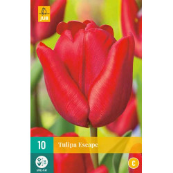 Tulp Escape (10 st.) Tulp Escape (10 st.)