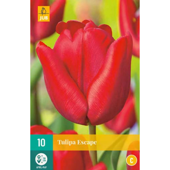 Tulp Escape (10 st.)