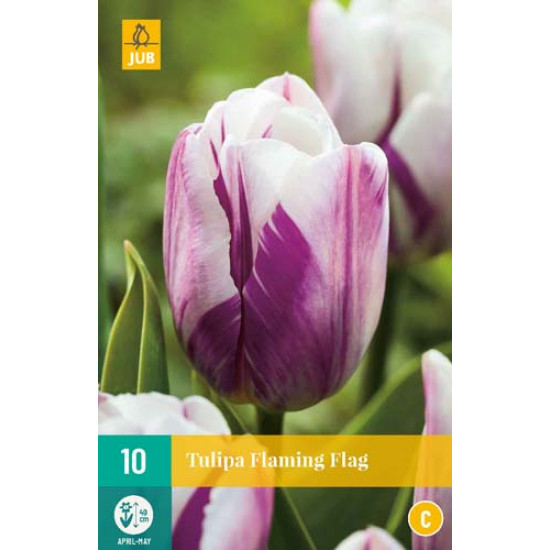 Tulp Flaming Flag (10 st.)