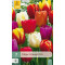 Tulp Triumph Mix (7 st.)