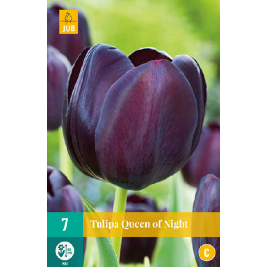 Tulp Queen of the night 11/12 7 st.