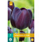 Tulp Queen of the night 11/12 7 st.