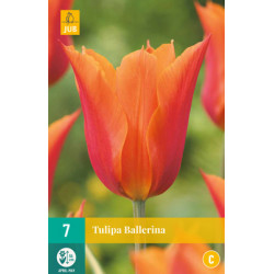 Tulp Ballerina (7 st.) Tulp Ballerina (7 st.)