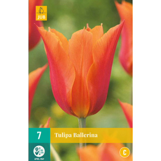 Tulp Ballerina (7 st.) Tulp Ballerina (7 st.)